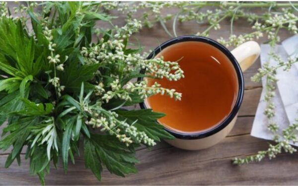 Những ai nên duy trì thói quen uống trà ngải cứu?